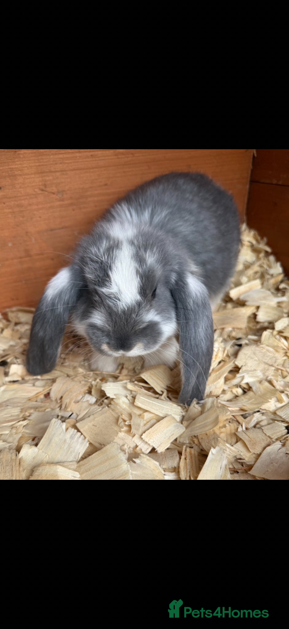French Lop rabbits Stunning pure bred French lop babies  - Advert 9