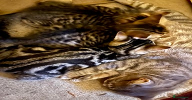 Bengal cats  Glittery Bengal X KittensWith Famous References!  - Advert 2