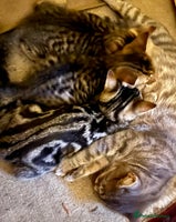 Bengal cats Glittery Bengal X KittensWith Famous References! - Advert 2