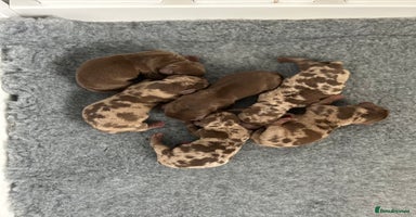 Dachshund dogs - Advert 14
