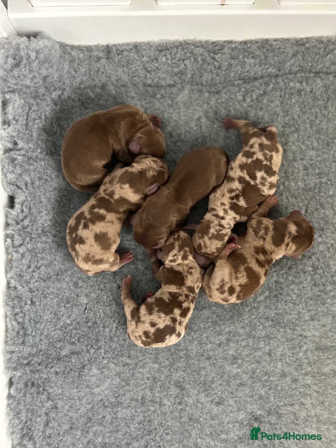 Dachshund dogs for sale: True to type Dashound chocolate and tan - Image 3