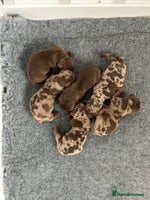 Dachshund dogs - Advert 8