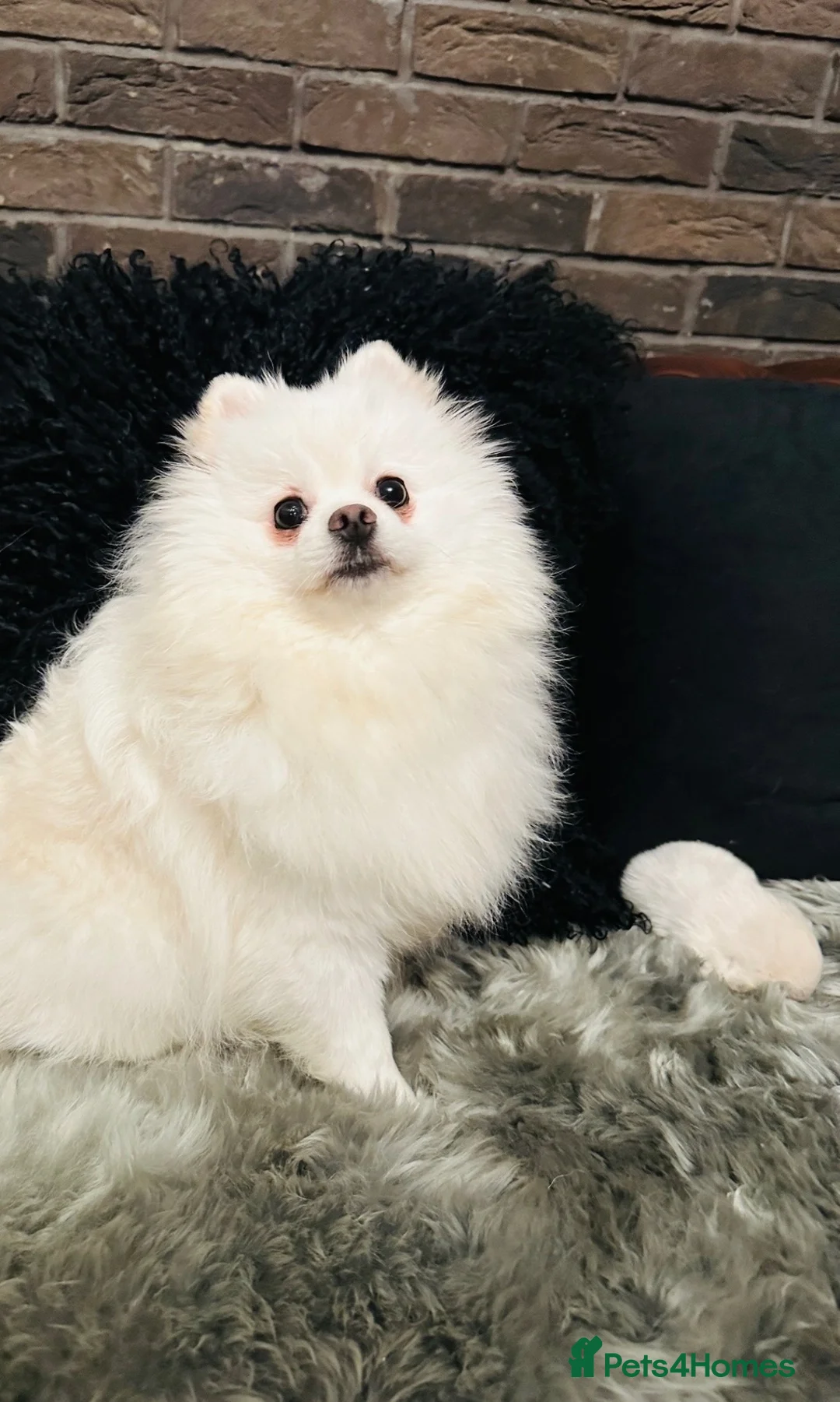 Pomeranian dogs for sale: KC white pomeranian pups for reservation!  - Advert 1