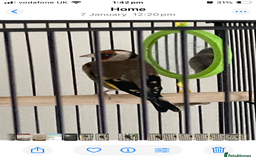 Finches birds for sale: Finches x 3 including Cage - Advert 2