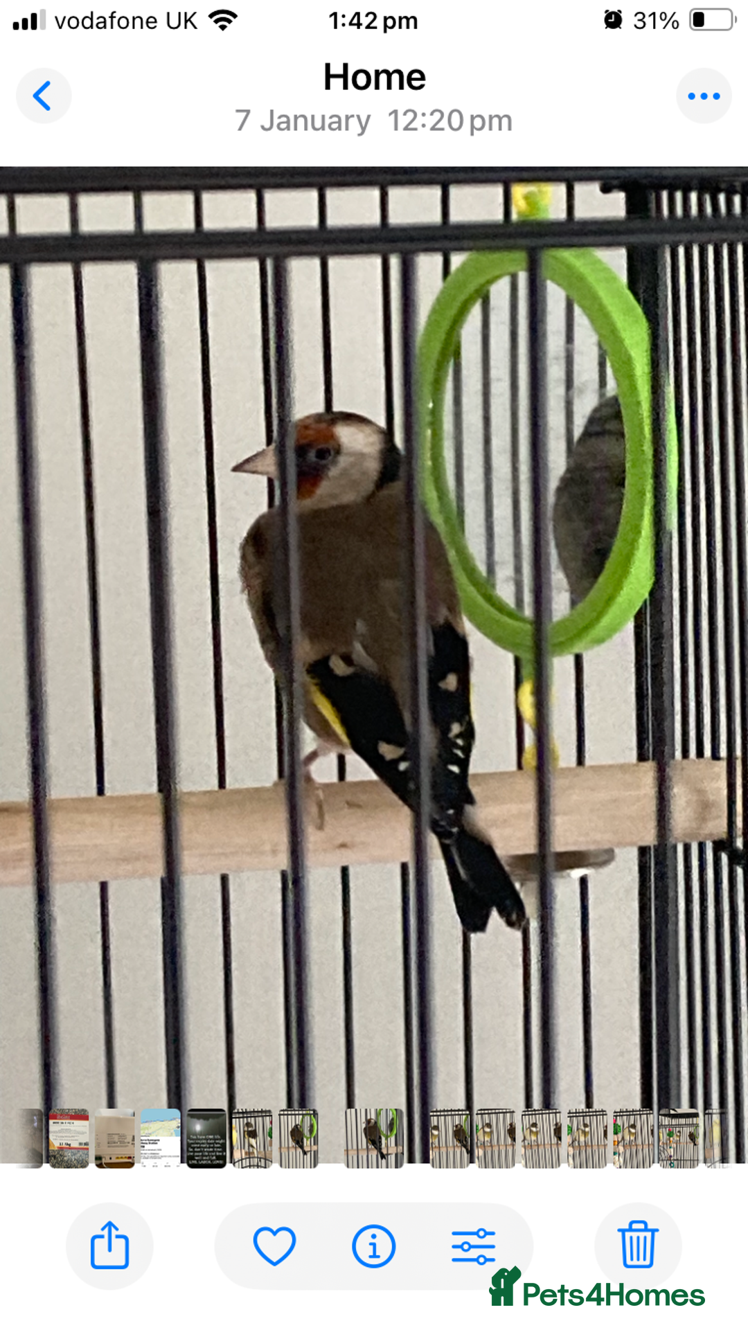 Finches birds for sale: Finches x 3 including Cage - Advert 2