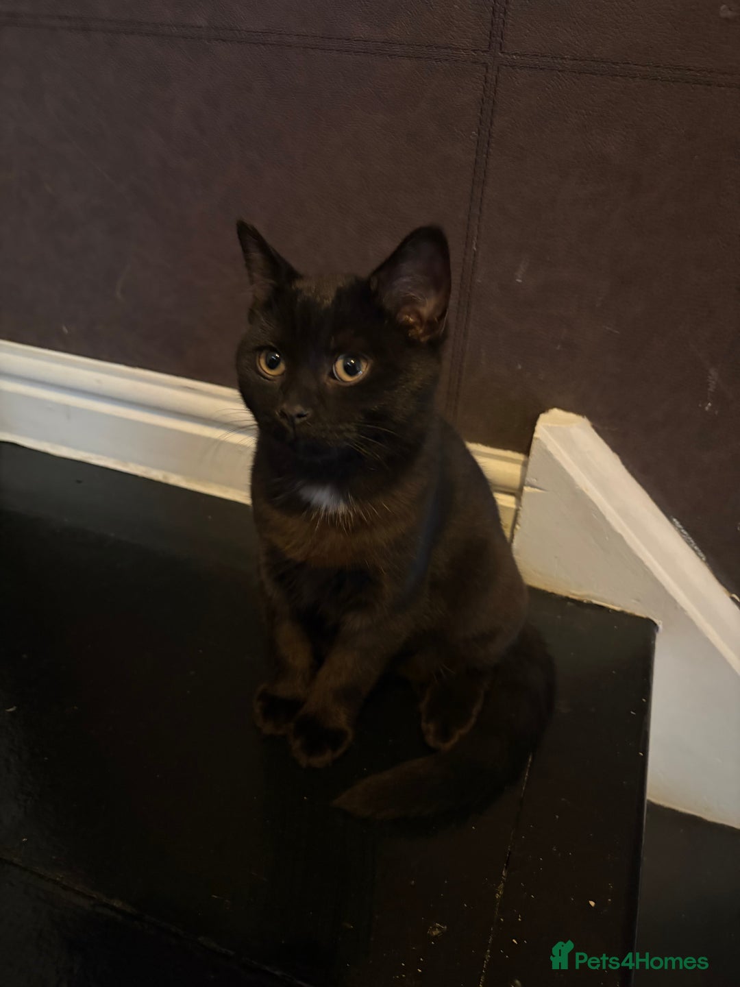 Mixed Breed cats for sale: British Short Hair and Tuxedo Cat Mix Breed  - Advert 7