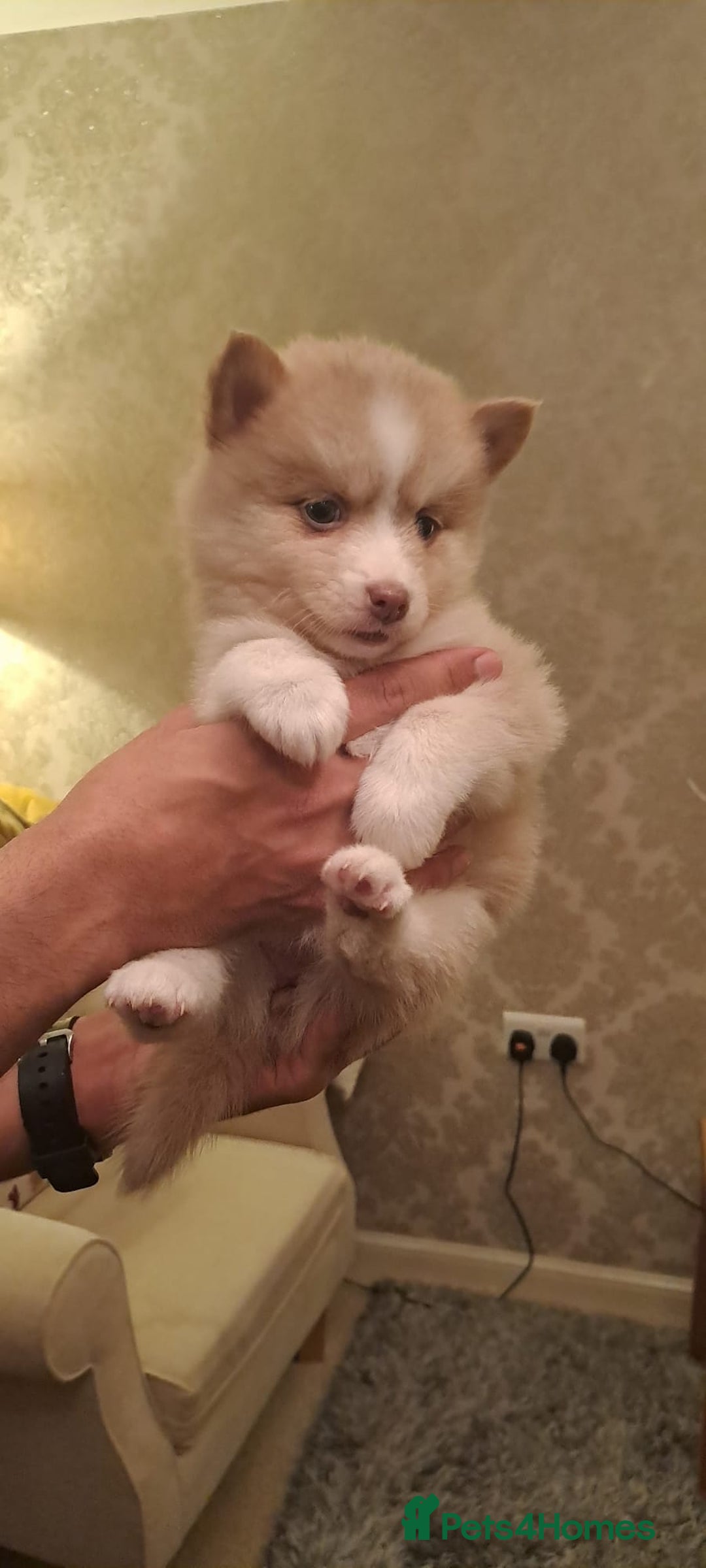 Pomsky dogs for sale: 3 Boys leftStunning Blue eyed F4 Pomsky pups - Advert 30