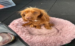 Cocker Spaniel dogs for sale: 1 year old female cocker spaniel  - Image 3