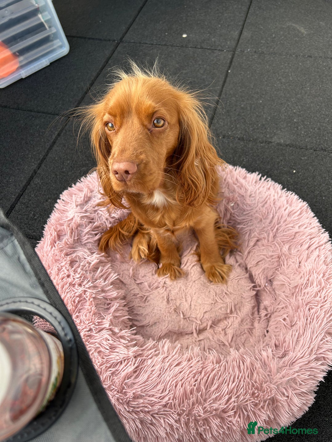 Cocker Spaniel dogs for sale: 1 year old female cocker spaniel  - Image 3