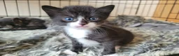 Mixed Breed cats for sale: 3 beautiful kittens left - Advert 10