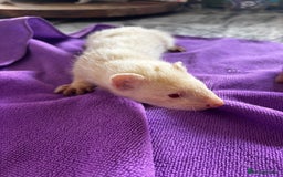 Ferret rodents for sale: Albino ferrets  - Image 7
