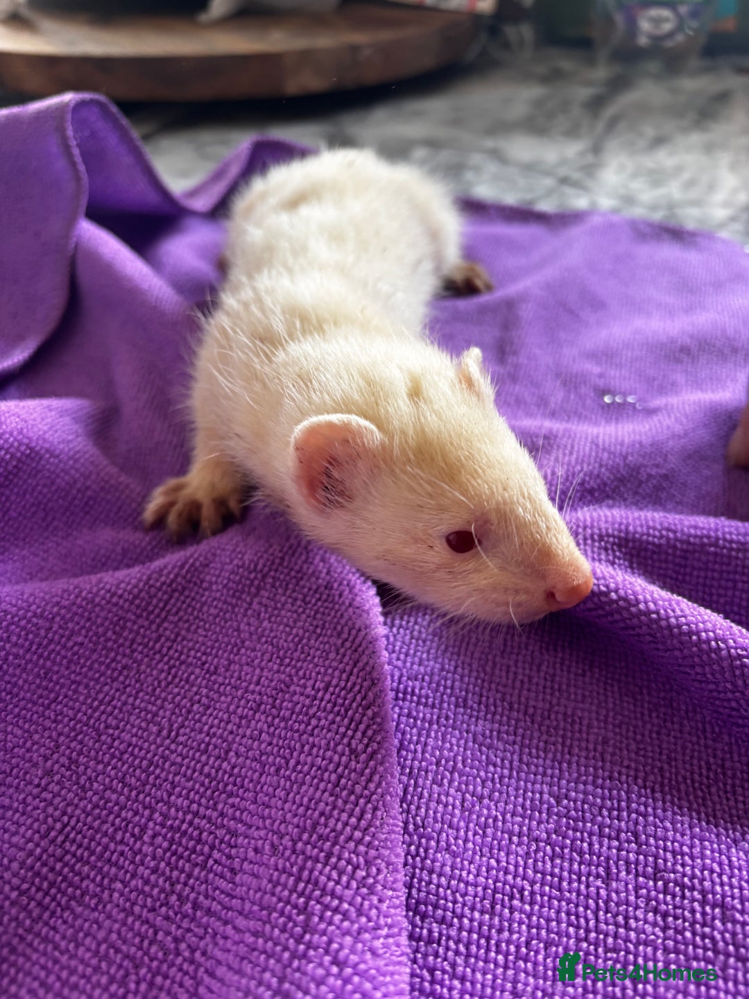 Ferret rodents for sale: Albino ferrets  - Image 7