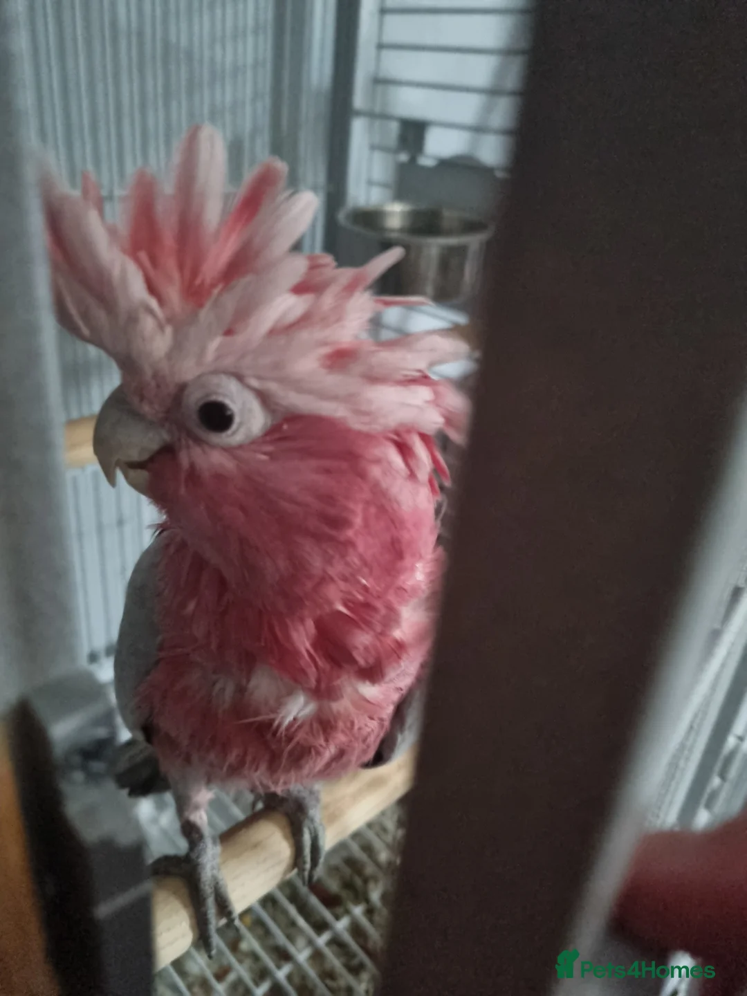 Cockatoo birds for sale: Galah cockatoo  - Advert 1