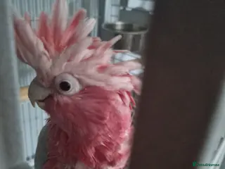 Cockatoo birds Galah cocktoo - Advert 3