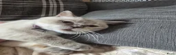 British Shorthair cats for sale: Beautiful queeni Gccf active  - Advert 4