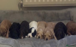 Cockapoo dogs for sale: Stunning F1 Cockapoos from H/Tested KC Parents!! - Image 10