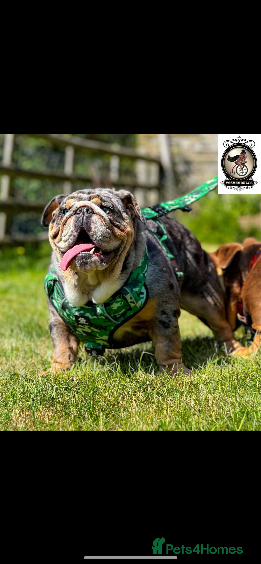 English Bulldog dogs for sale: British bulldog  - Image 27