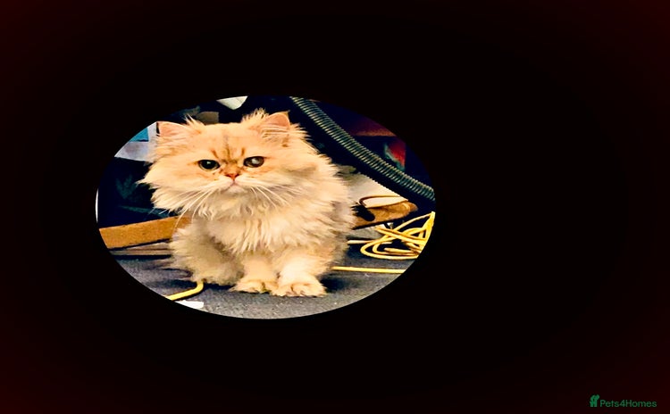 British Longhair cats in Luton - Advert 1