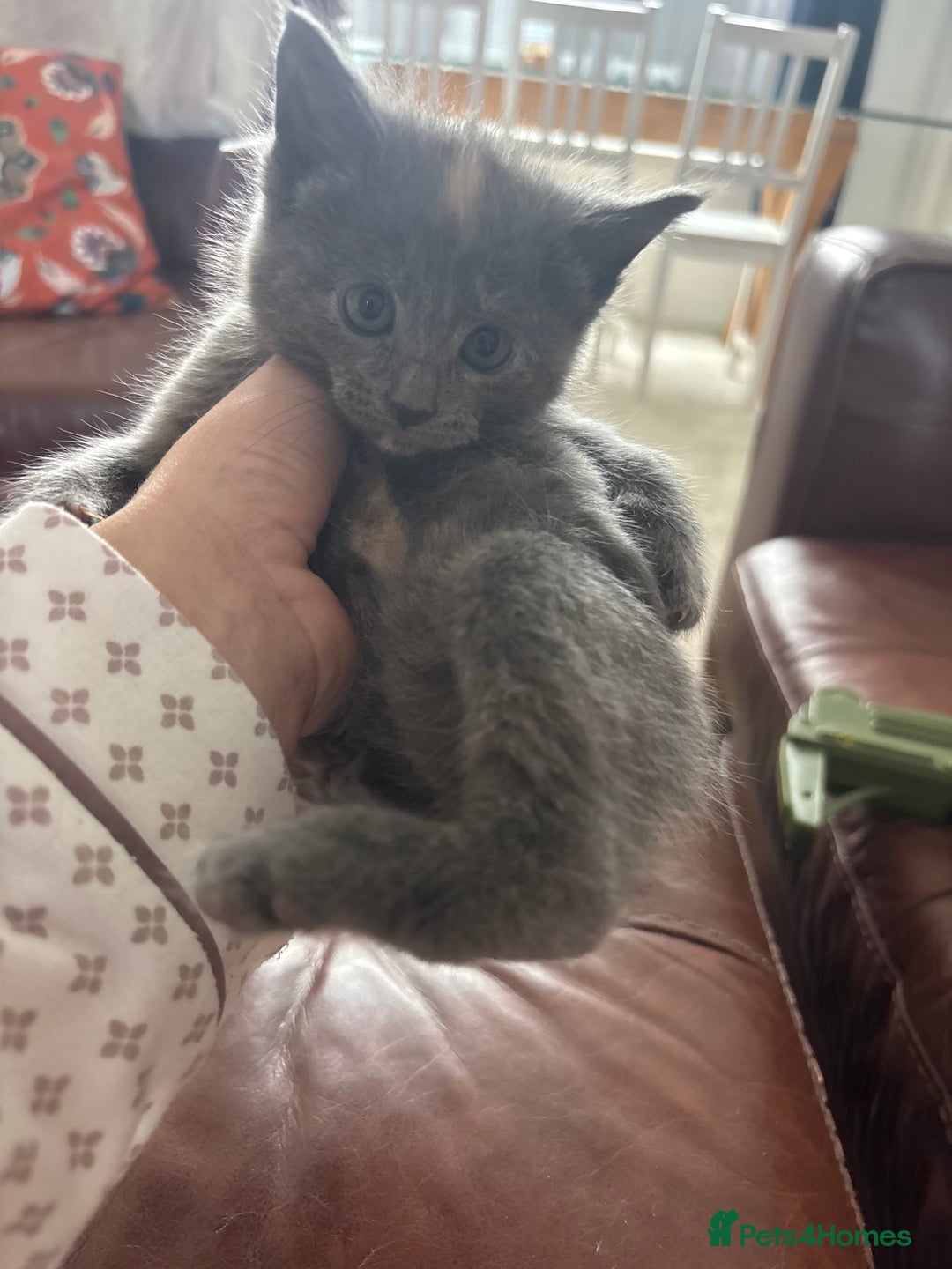 Maine Coon cats for sale: Half main coon kittens  - Image 24