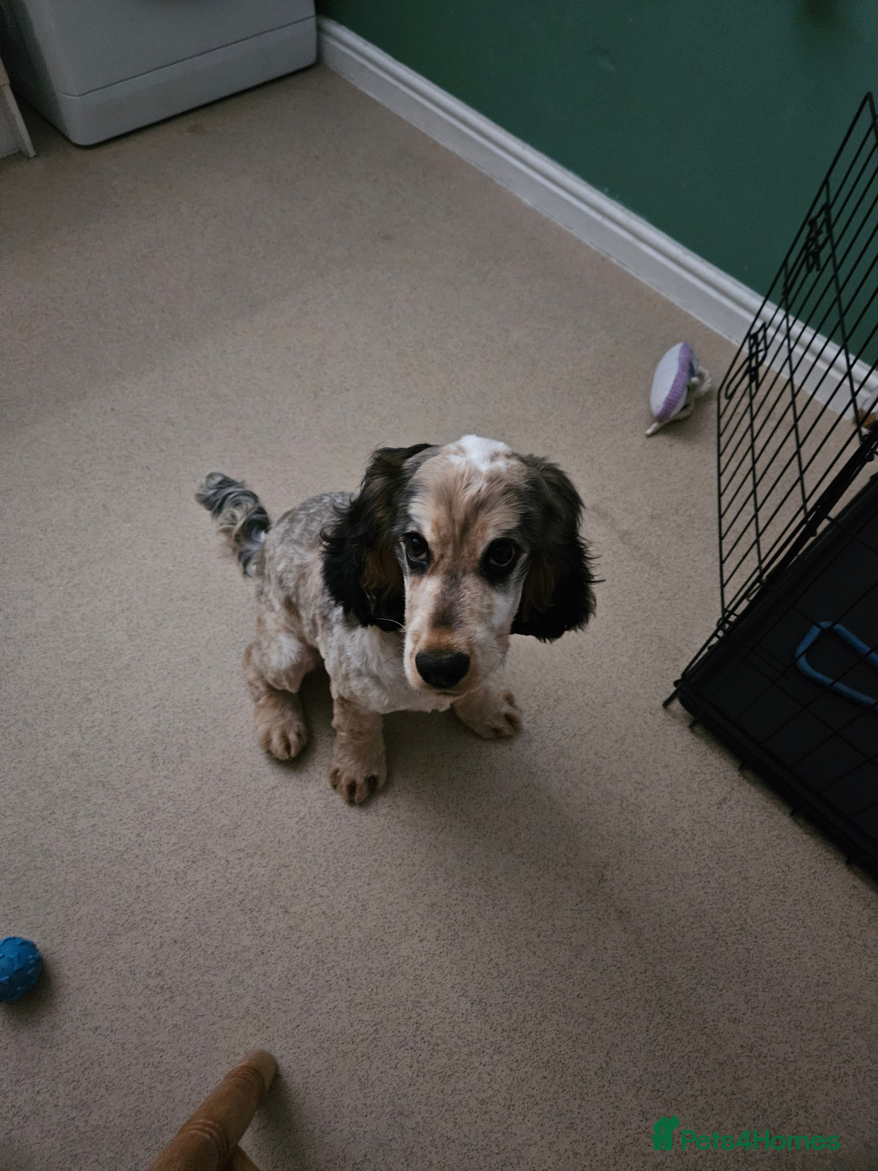 Cocker Spaniel dogs Beautiful puppy  - Advert 3