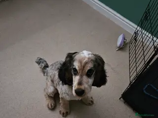 Cocker Spaniel dogs Beautiful puppy - Advert 3