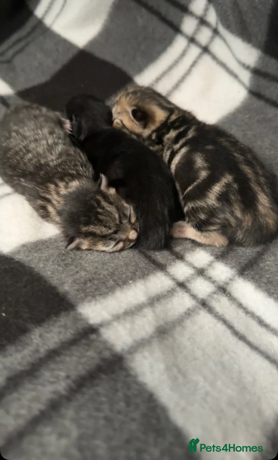 Mixed Breed cats for sale: Adorable kittens  - Advert 2