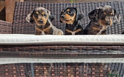 Dachshund dogs for sale: Dachshund puppies 🐶  - Image 6