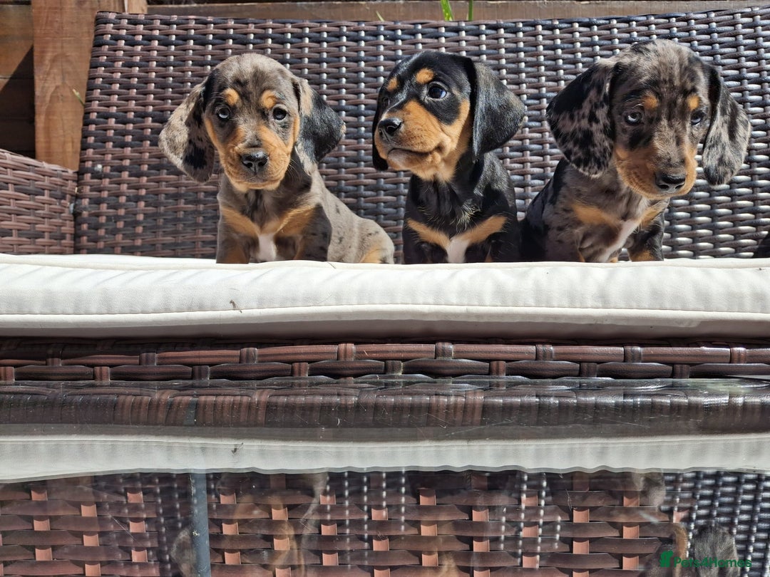 Dachshund dogs for sale: Dachshund puppies 🐶  - Image 6