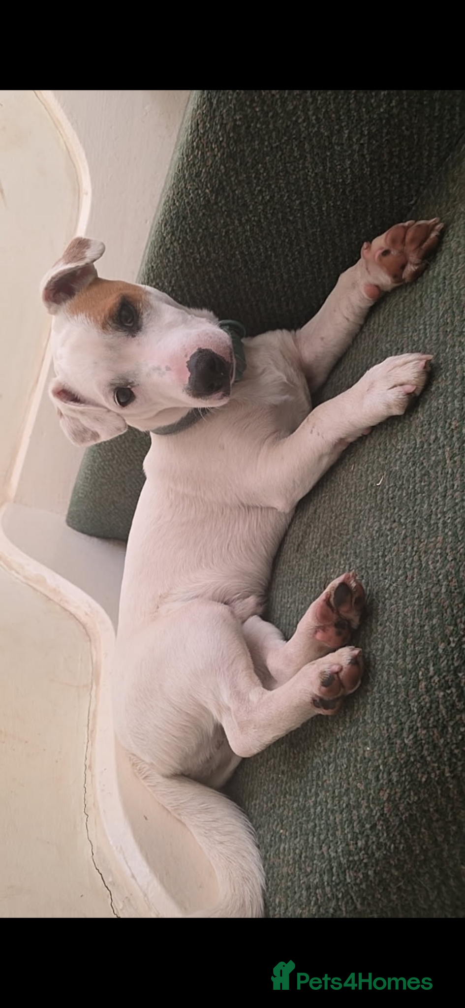 Jack Russell dogs Jack Russell male  - Advert 2