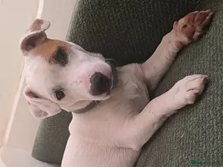 Jack Russell dogs Jack Russell male - Advert 2