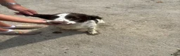 Sprocker dogs for sale: Sprocker spaniel puppies - Advert 22