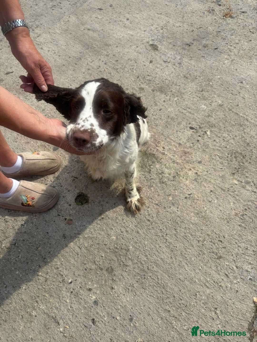 Sprocker dogs for sale: Sprocker spaniel puppies - Advert 22