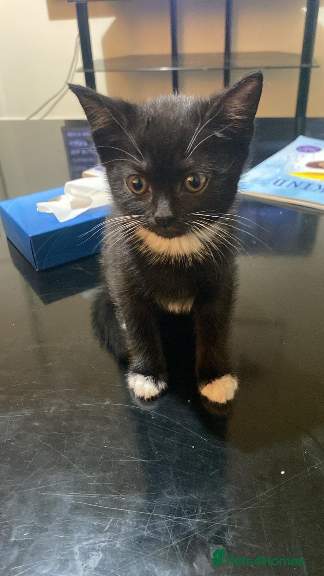 British Shorthair cats for sale: Cute British X kittens - Advert 8