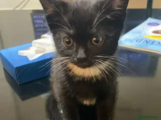 British Shorthair cats Cute British X kittens - Advert 1