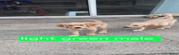 Golden Retriever dogs for sale: Beautiful golden retrivers - Advert 14