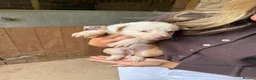 Mixed Breed dogs for sale: Collie puppies  - Advert 18