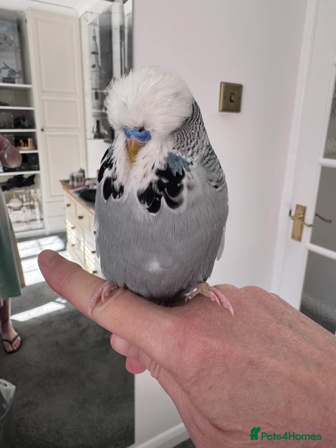 Budgerigars birds for sale: Hand Reared Super Tame Exhibition Budgie  - Advert 8