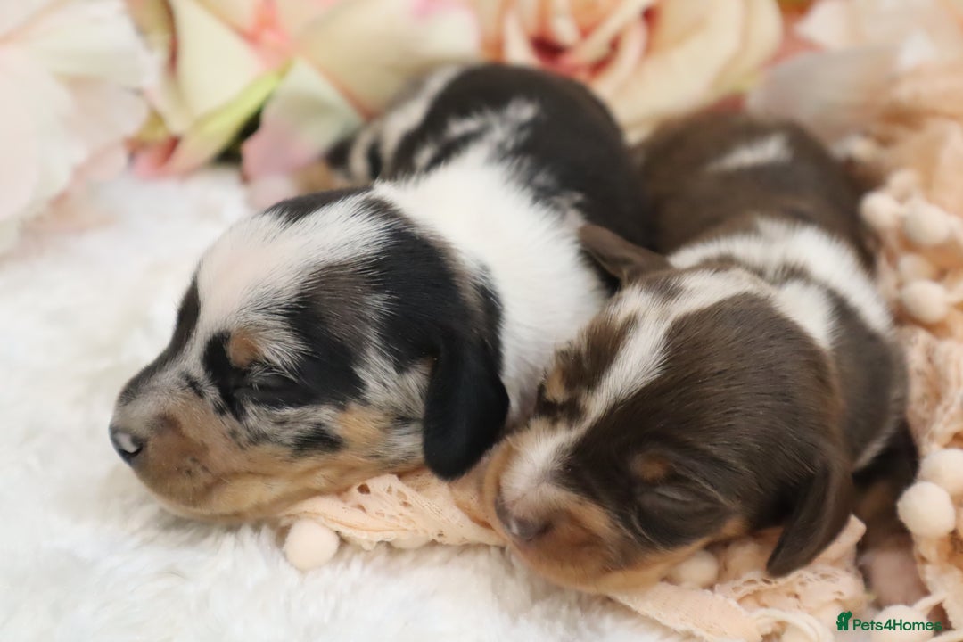 Miniature Dachshund dogs for sale: KC Miniature Dachshund Puppies - Image 28