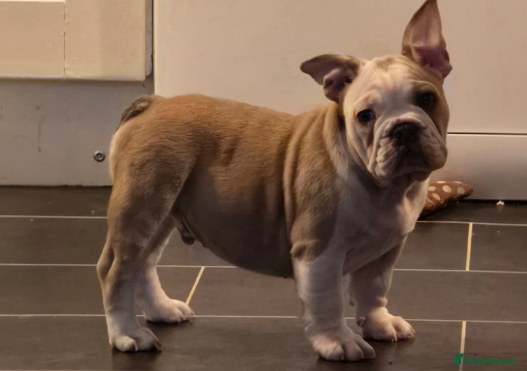 Mixed Breed dogs for sale: Frenchie cross English bulldog  - Image 4