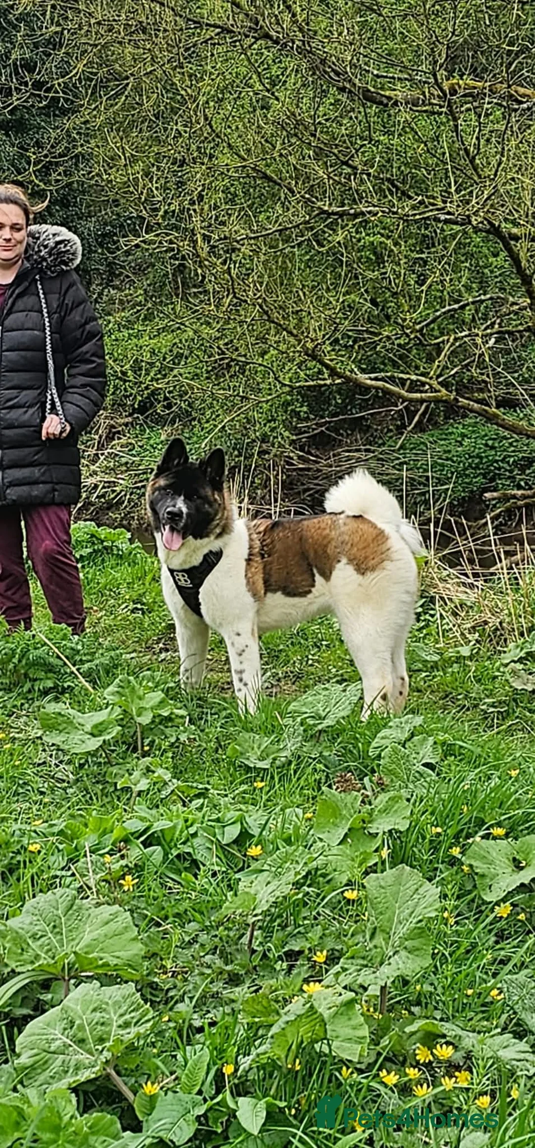 Akita dogs for sale: American akita puppy  - Advert 1