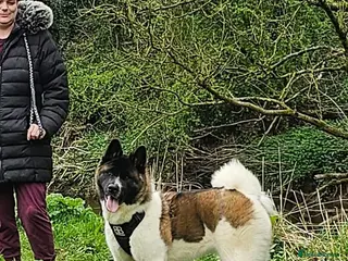 Akita dogs American akita puppy - Advert 11