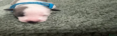 Whippet 7