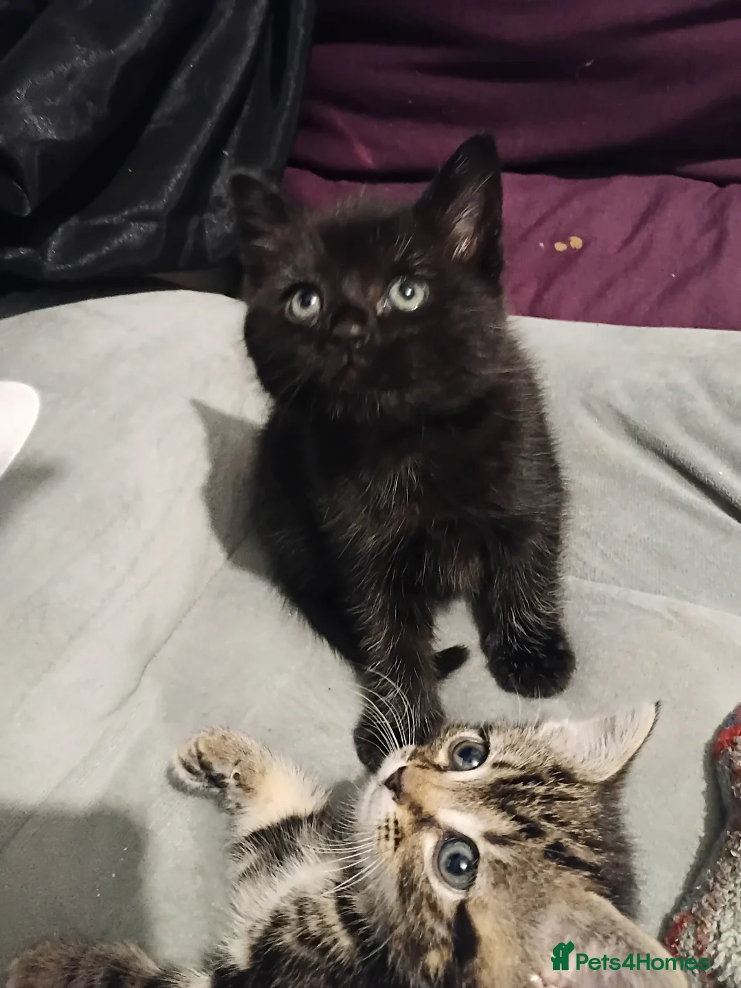 Mixed Breed cats for sale: Beautiful kittens - Advert 13