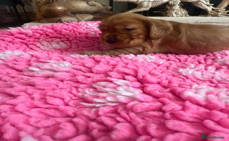Cocker Spaniel dogs - Advert 13