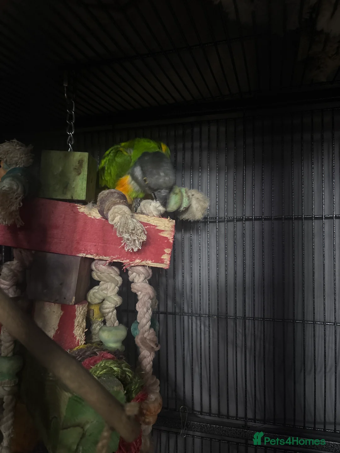 Parrots birds for sale: Breeding pair sadly for sale in Kington - Advert 4