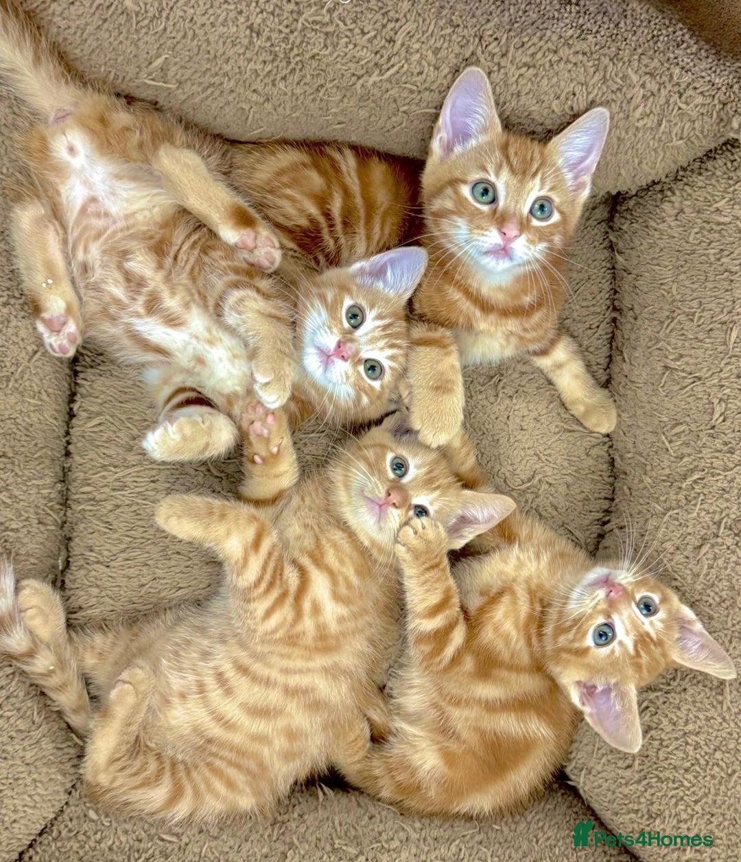 Mixed Breed cats for sale: LOVELY KITTENS  - Advert 7