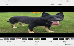 German Shepherd dogs for sale: 🌟Stunning KC Registered German Shepherd Pups🌟 - Image 10