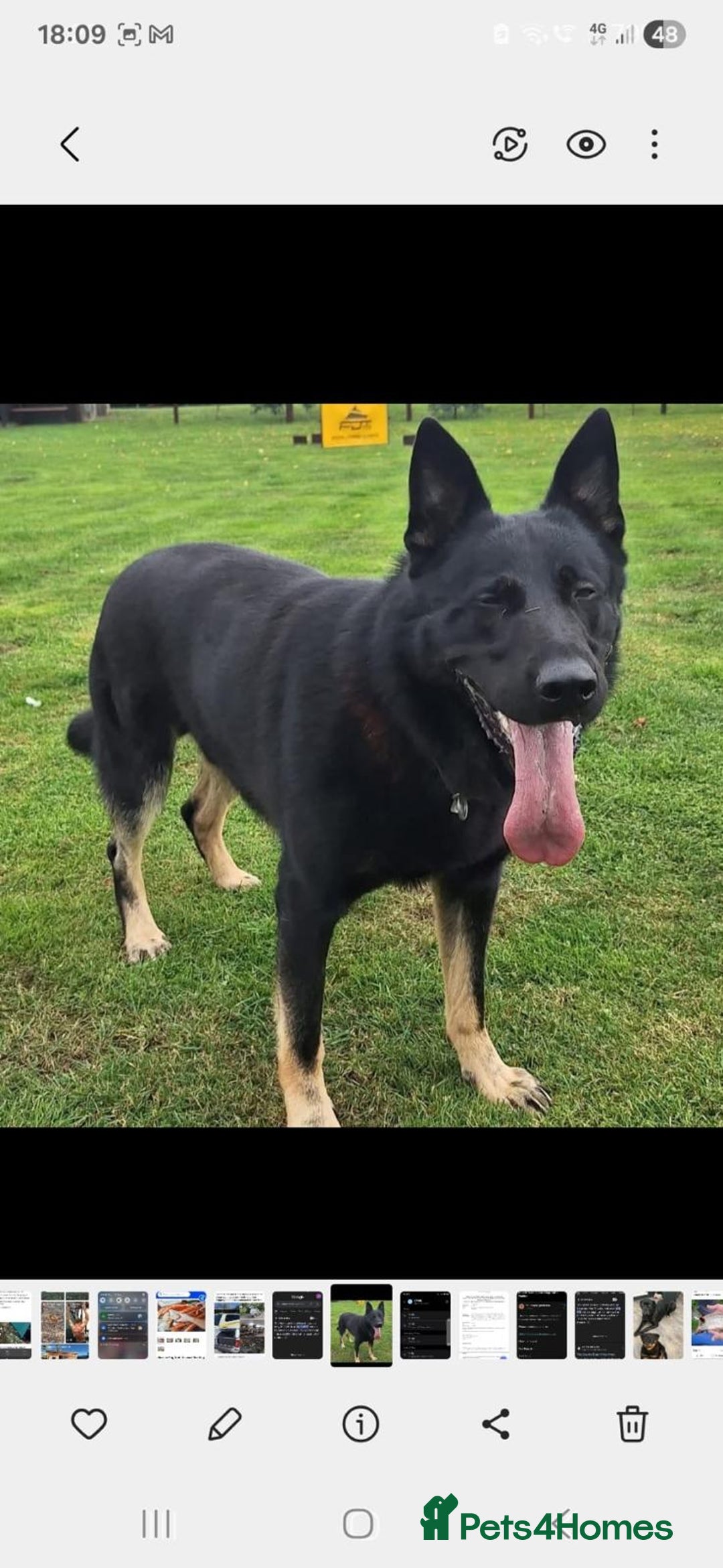 German Shepherd dogs for sale: 🌟Stunning KC Registered German Shepherd Pups🌟 - Image 10