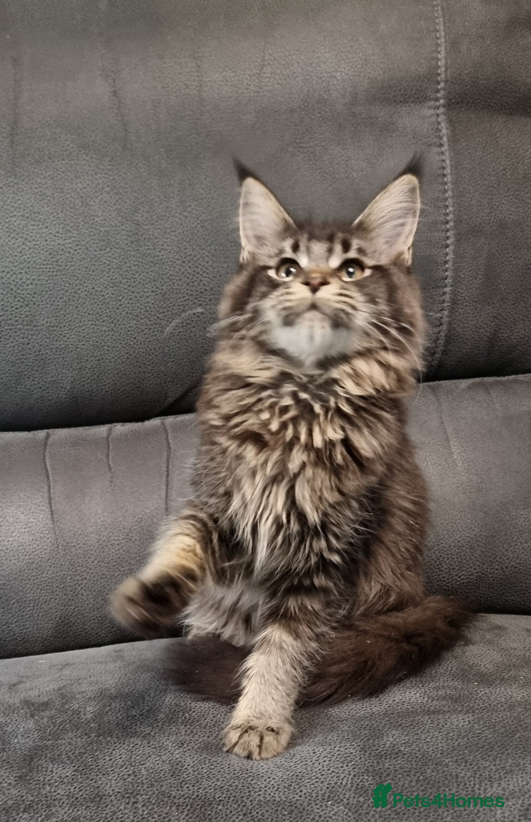 Maine Coon cats for sale: Pedigree Maine Coon Kittens GCCF REGISTERED  - Advert 34