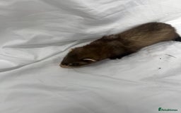 Ferret rodents for sale: Baby Ferrets - Image 32